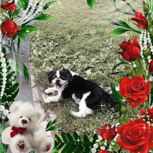 Meet your Posher, Jeanscott